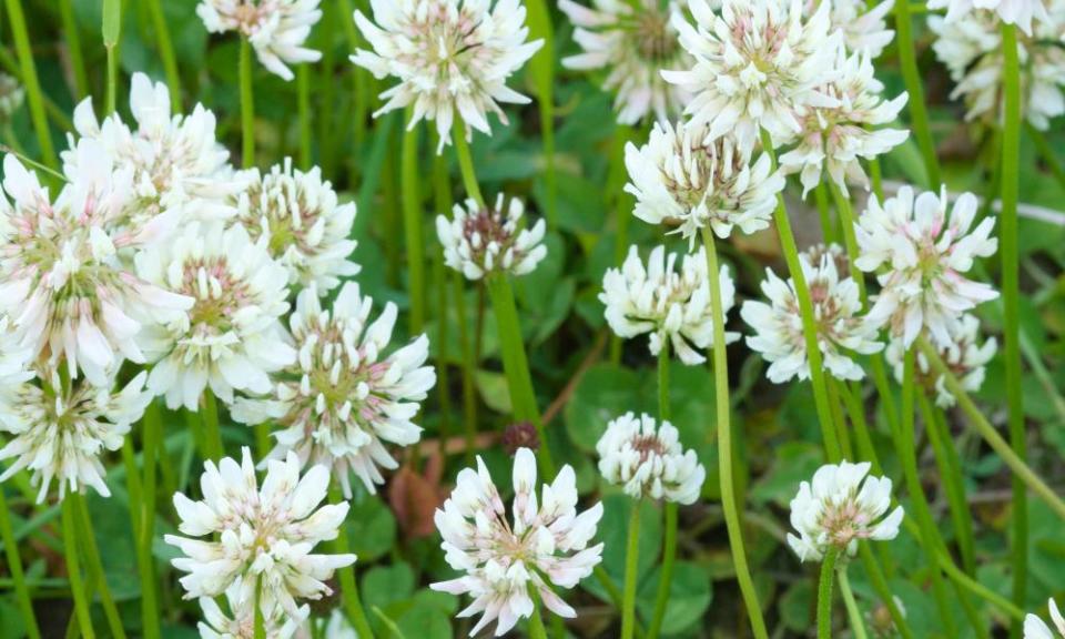 White clover