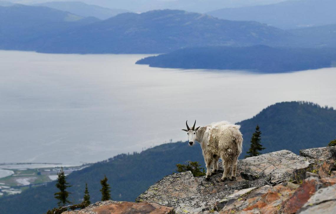 A Mountain Goat surveys Lake Pend Oreille from the top of Scotchman Peak on Monday, June 10, 2019, near Clark Fork, Idaho.