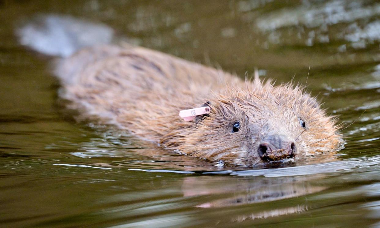 <span>‘At one end, the gleam of an eye, at the other, the unmistakable paddle of a beaver’s tail.’</span><span>Photograph: Ben Birchall/PA</span>