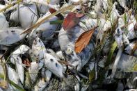 Dead fish are transported on Southbound, Jessica and Toliver Tucker's shrimp boat, on Thursday, July 22, 2021, where Red Tide is decimating fish populations off Treasure Island, Fla. (Douglas R. Clifford /Tampa Bay Times via AP)