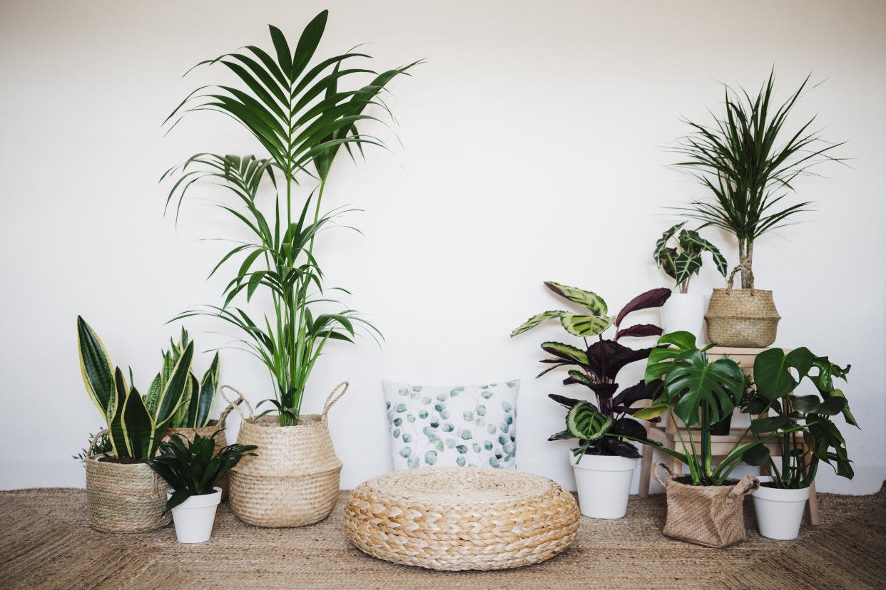  A room featuring a selection of different houseplants in woven baskets. 