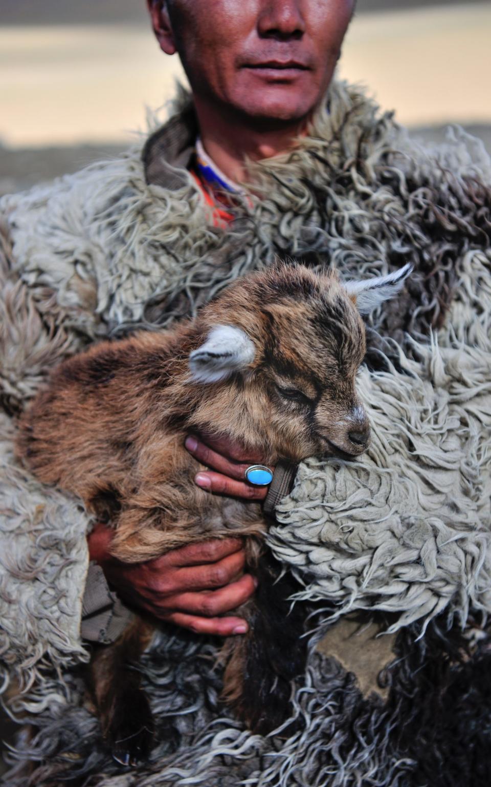 A Changpa nomad cradles a young goat - Credit: David De Vleeschauwer