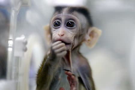 A monkey cloned from a gene-edited macaque with circadian rhythm disorders is seen in a lab at the Institute of Neuroscience of Chinese Academy of Sciences in Shanghai, China January 18, 2019. Picture taken January 18, 2019. China Daily via REUTERS