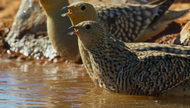 Sandgrouse (Credit: BBC)