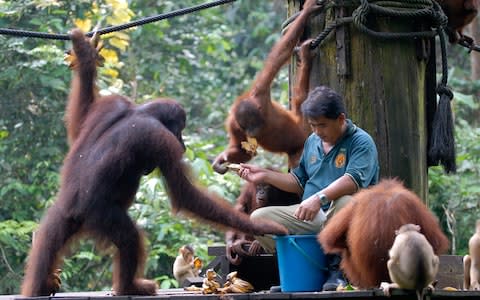 travel on trial, orang-utans, borneo - Credit: PETER PTSCHELINZEW