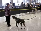 TSA officer, Cedric Belvin, and German short-hair pointer, "Angus," search departing passengers for explosives at Miami International Airport, Concourse J, South TSA checkpoint. TSA handled MIA holiday passenger traffic well by using sniffing dogs and letting everyone keep their shoes and electronic on their person on Wednesday, Nov. 21, 2018. (Carl Juste/Miami Herald via AP)