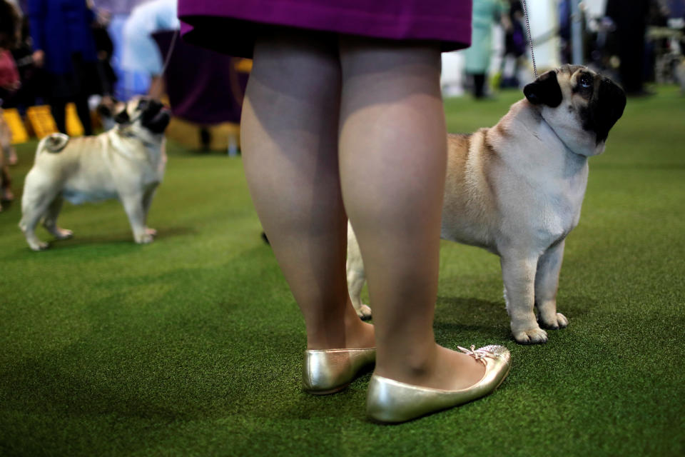 Pugs stand in the ring during competition at the 141st Westminster Kennel Club Dog Show in New York City, February 13, 2017.