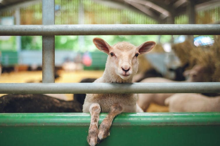 A lamb peers over a farm gate