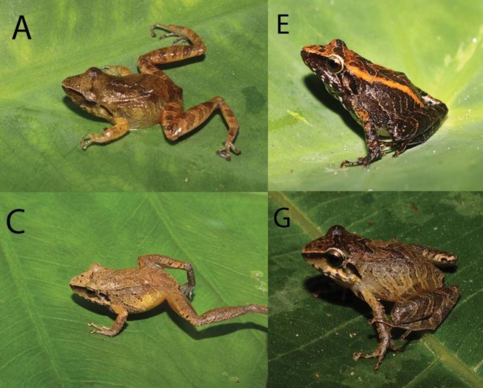 Several Pristimantis similaris, or similar rubber frogs, showing variations in color. Photos from V. Diaz-Vargas and E. Castillo-Urbina