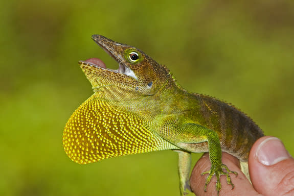 An adult male anole lizard (Anolis garmani) from Annotto Bay, Jamaica, that lives in the tops of trees. It is very similar to other lizards on nearby islands thanks to convergent evolution.