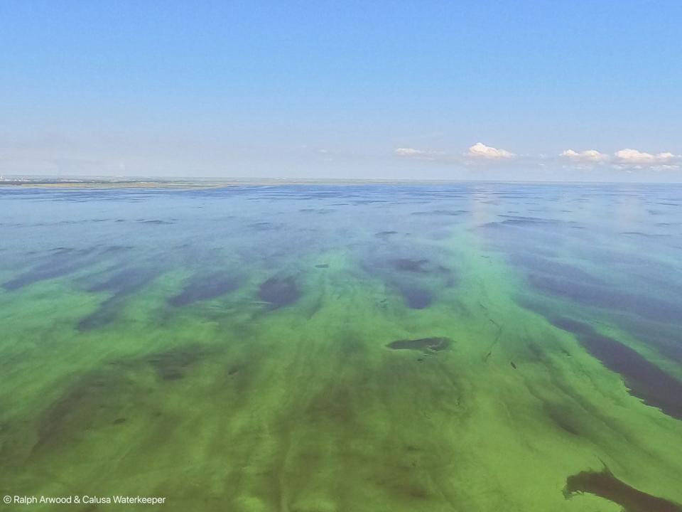 An algae bloom covered some 260 square miles of Lake Okeechobee May 22, 2023