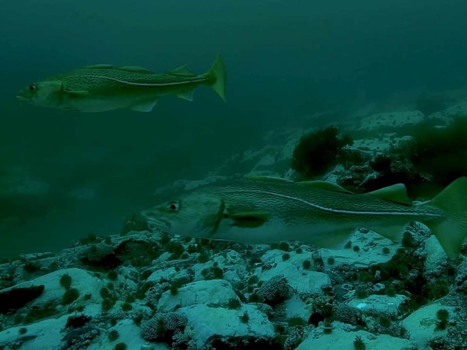 The federal Department of Fisheries and Oceans say cod stocks in the northern Gulf of St. Lawrence are in a 'critical' zone. (SubC Imaging - image credit)