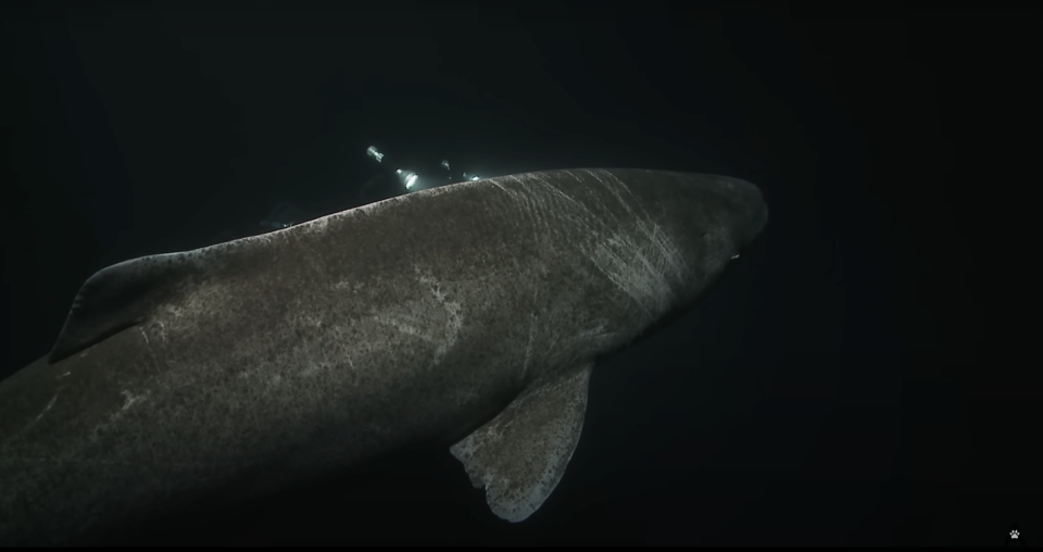 Greenland shark swimming in dark, deep ocean water with small fish swimming above it