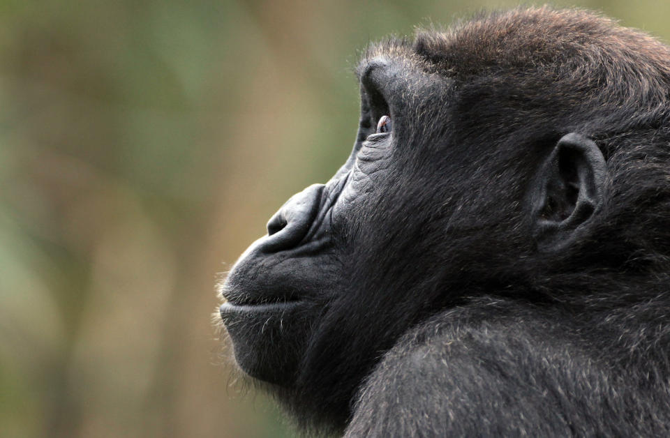 BRISTOL, ENGLAND - MAY 04: A gorilla looks out from Bristol Zoo’s Gorilla Island on May 4, 2012 in Bristol, England. Kukena, the seven-month-old western lowland gorilla is starting to find his feet as he learns to walk having been born at the zoo in September. Kukena joins a family of gorillas at the zoo that are part of an international conservation breeding programme for the western lowland gorilla, which is a critically endangered species. (Photo by Matt Cardy/Getty Images)