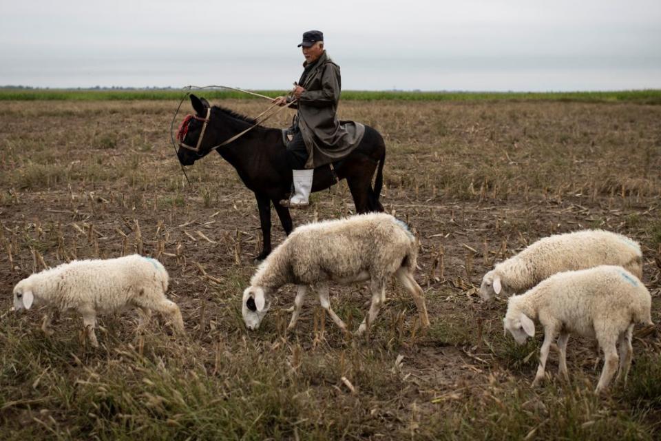 A Mongolian herder looking after sheep while sitting on a donkey. 