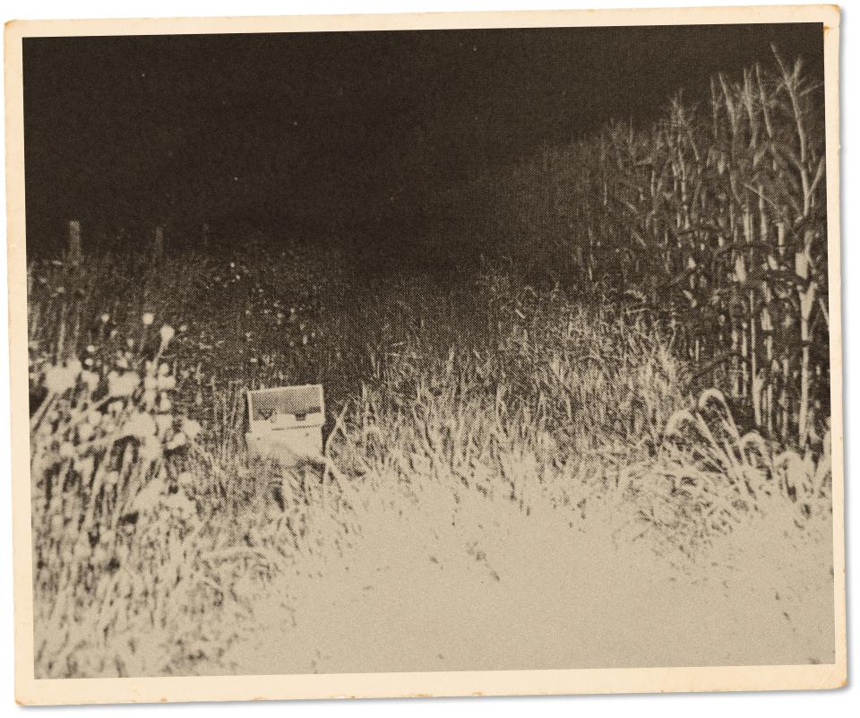 The cornfield where Kathie, 14, Sheri, 11 and Kandice, 13, were taken by the man who picked them up.