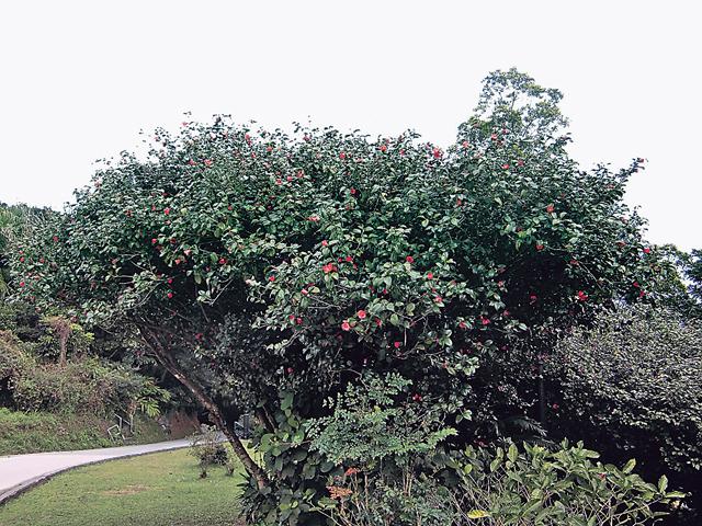 山頂公園某一株香港茶開花的盛況。（黃潔玲攝）