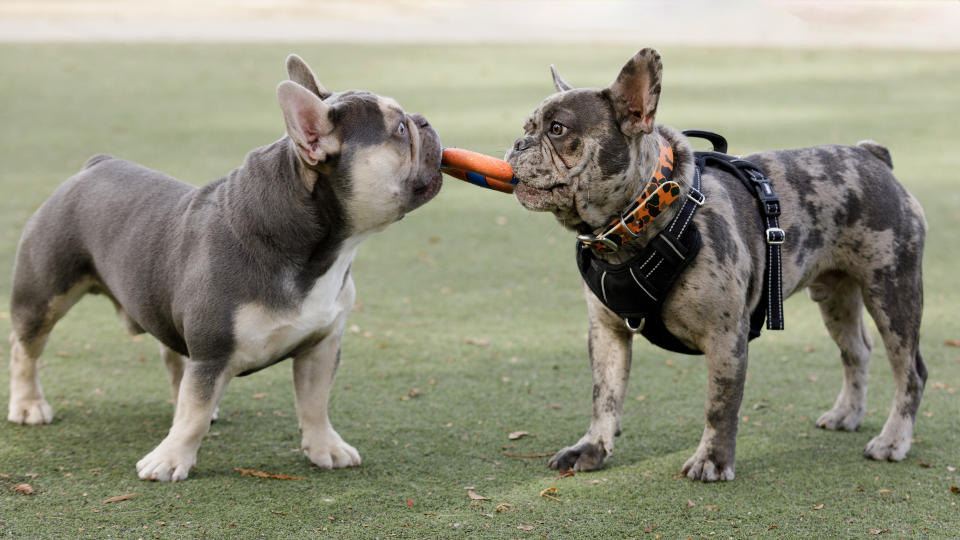 Two french bulldogs meeting up