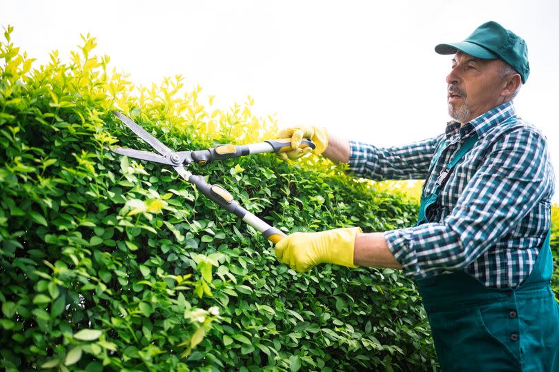 Gardener trimming hedge with shears