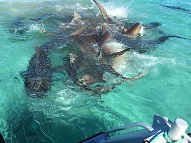 shark feeding frenzy in Shark Bay