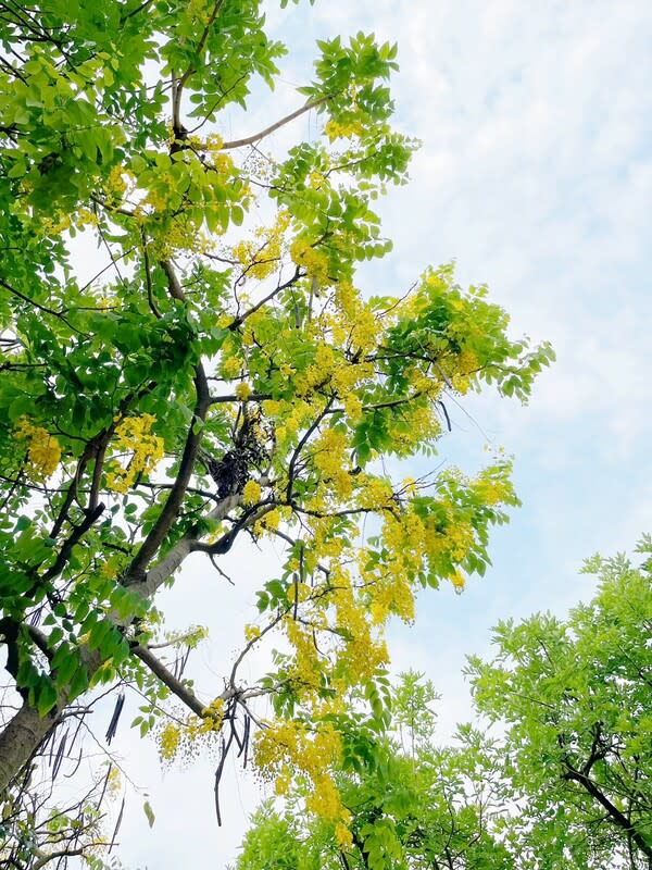 崑崙公園阿勃勒姿態。   圖：新北市景觀處提供