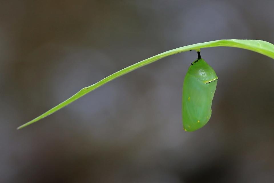 A monarch chrysalis sits on a milkweed leaf. Image provided from the South Carolina Wildlife Federation's annual photo contest.