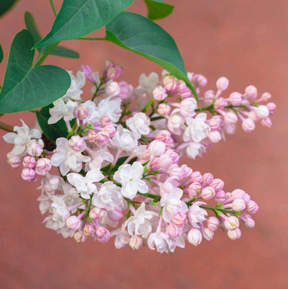 The Beauty of Moscow is known for its blush-pink petals and sweet scent