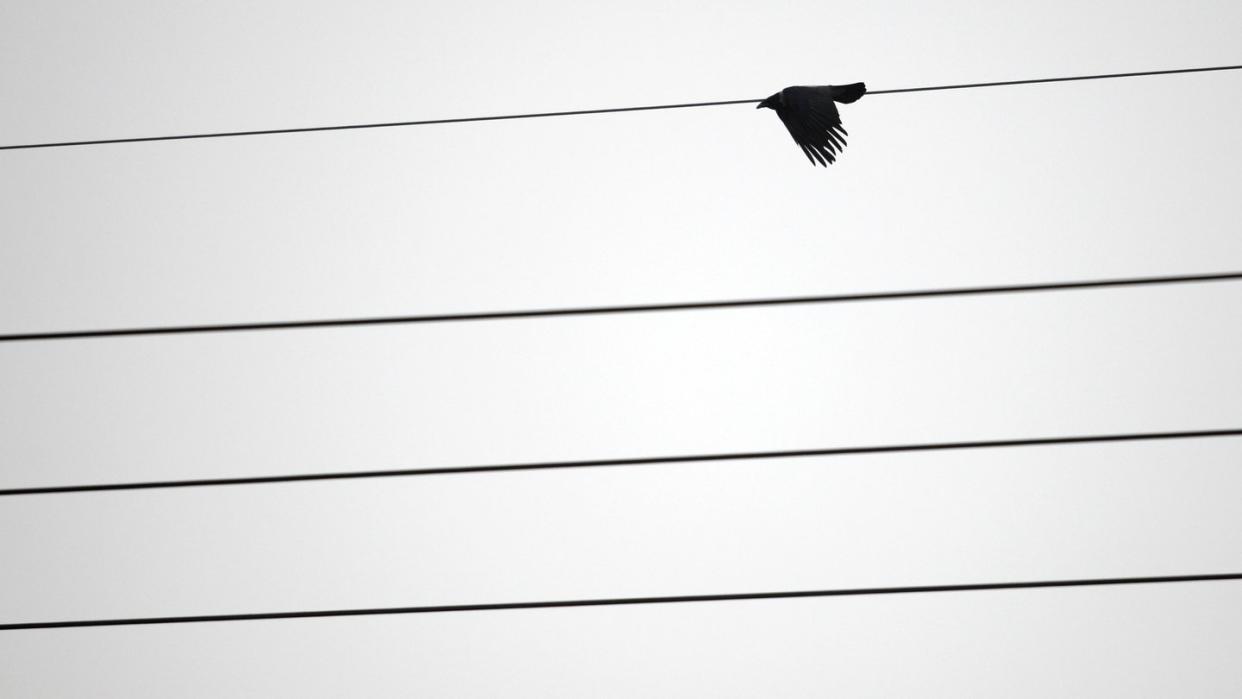 Ein Vogel fliegt vor grauem Himmel entlang einer Hochspannungsleitung. Foto: Ralf Hirschberger