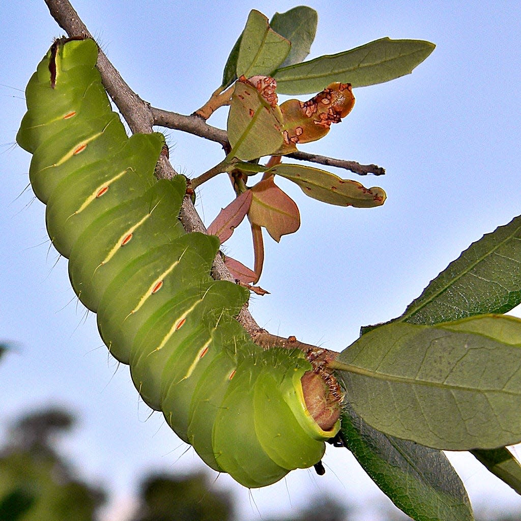 The polyphemus moth caterpillar is one of more than 1,000 species of caterpillar supported by oak trees, a keystone tree species. There is no other plant genus that comes close to that number.