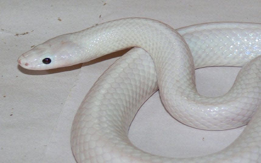 A white snake has been found in Australia - Facebook / Territory Wildlife Park