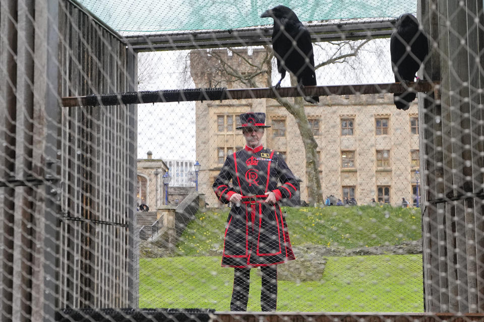 Barney Chandler, newly appointed ravenmaster looks towards some ravens at The Tower of London in London, Thursday, Feb. 29, 2024. If legend is to be believed, Barney Chandler has just got the most important job in England. Chandler is the newly appointed ravenmaster at the Tower of London. He's responsible for looking after the feathered protectors of the 1,000-year-old fortress. (AP Photo/Kirsty Wigglesworth)