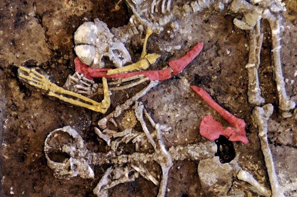 The bodies in the mass grave were not arranged, but rather jumbled together. Notice the broken limb bones, including the right humerus (yellow) and right femur (red). <cite>Copyright LDA Sachsen-Anhalt/Christian Meyer </cite>