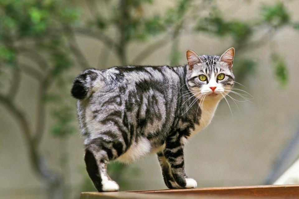 Japanese Bobtail standing on railing