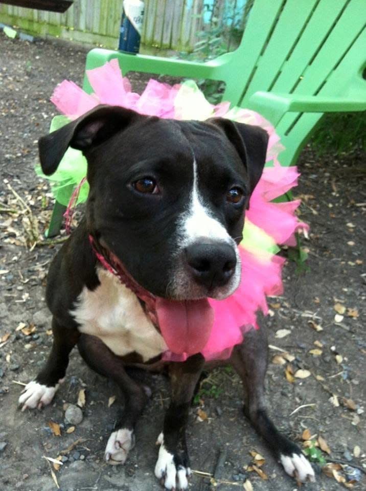 <p>Molly loves giving kisses while sitting in your lap. She'd be a great match for someone looking for an affectionate medium-energy dog.</p> <p>Molly is up for adoption through the <a href="https://www.facebook.com/austinanimalservices?fref=ts">Austin Animal Center</a>.&nbsp;</p>