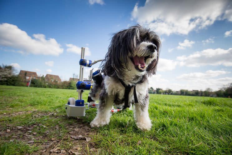 Puffy has a new lease of life (Picture: SWNS)