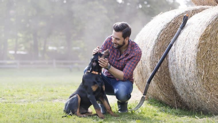 Best Dog Breeds for Your Homestead