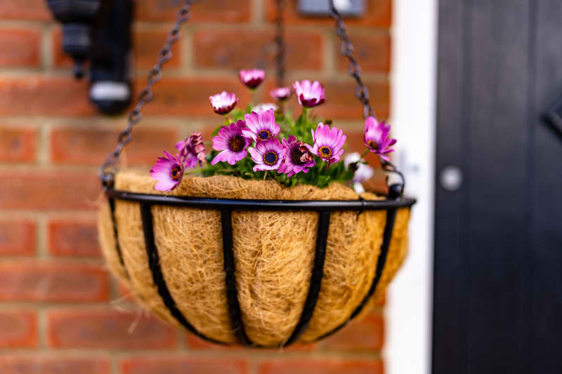 A hanging basket with pink African daisy flowers beside a door.
