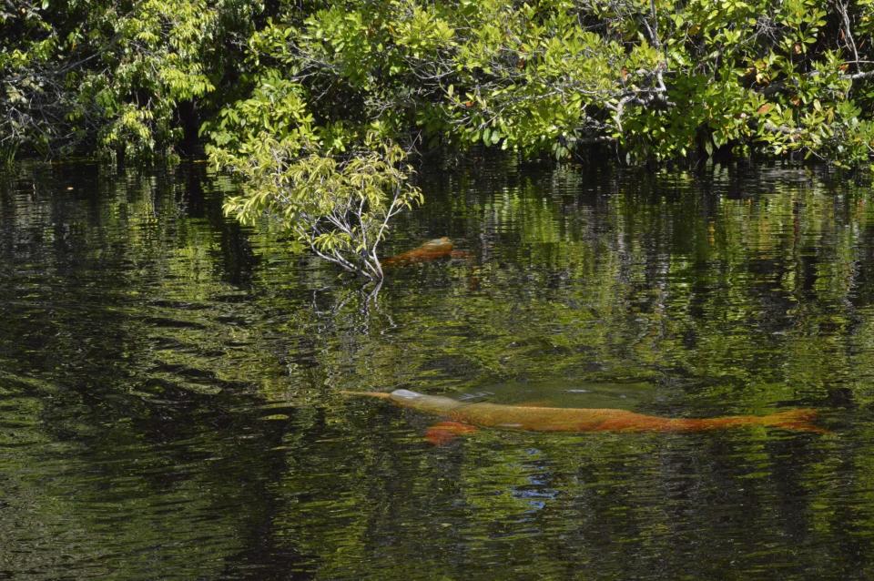 Two botos exploring the floodplains in the Mamirauá Sustainable Development Reserve. 