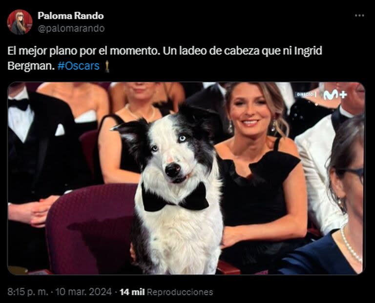 Messi, el perro de Anatomía de una caída, presente en los Oscar (Foto: Instagram @palomarando)