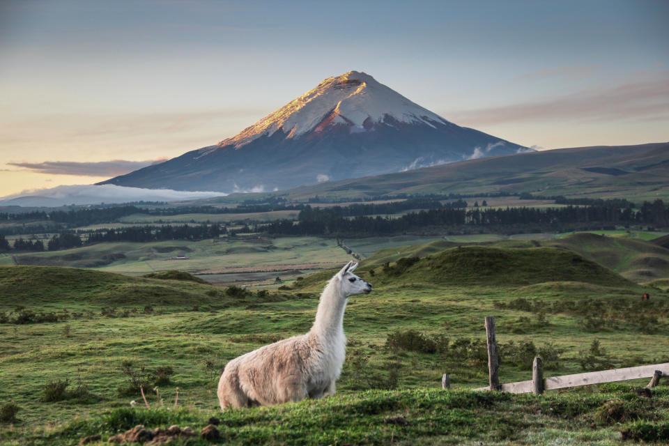 Llama Standing On Field Against Mountains During Sunset