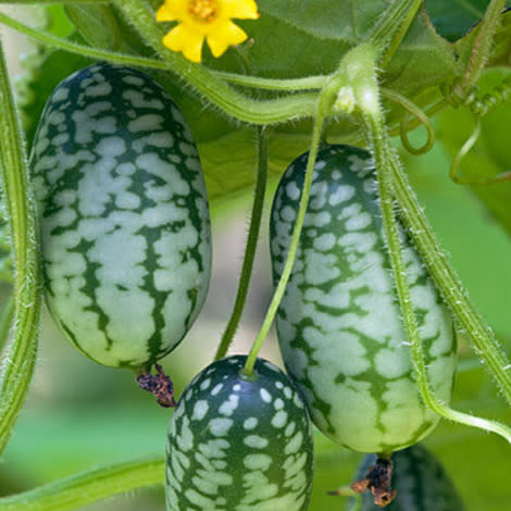 'Mexican Sour Gherkin' cucumber (Melothria scabra) 