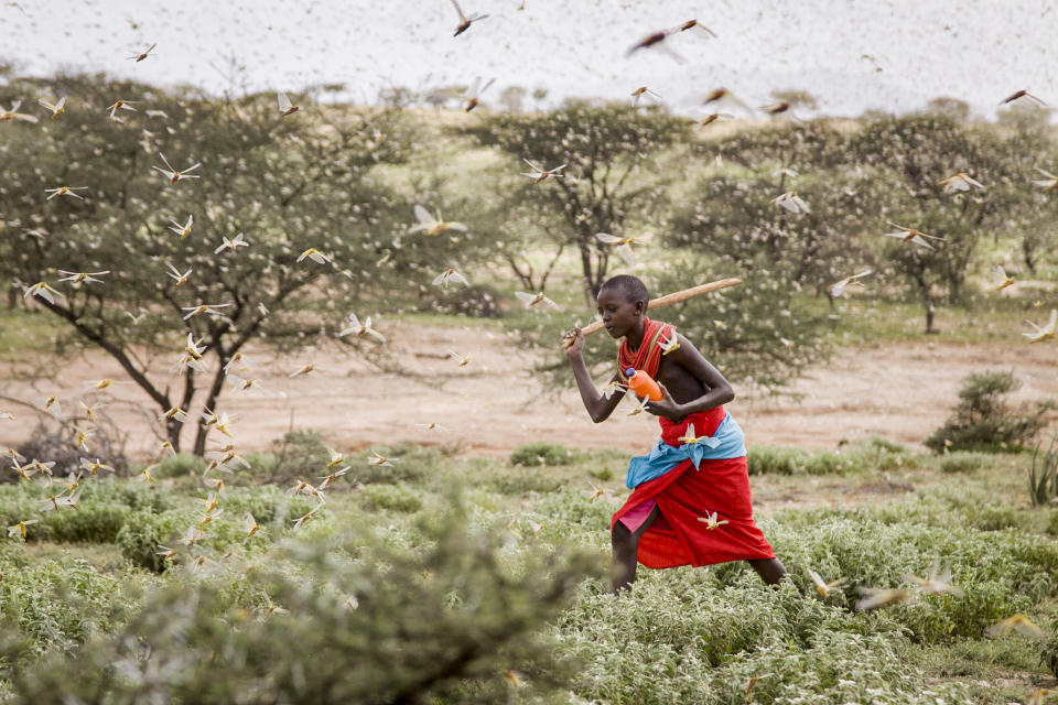 In this photo taken Thursday, Jan. 16, 2020, a Samburu boy uses a wooden stick to try to swat a swarm of desert locusts filling the air, as he herds his camel near the village of Sissia, in Samburu county, Kenya. The most serious outbreak of desert locusts in 25 years is spreading across East Africa and posing an unprecedented threat to food security in some of the world's most vulnerable countries, authorities say, with unusual climate conditions partly to blame. (AP Photo/Patrick Ngugi)