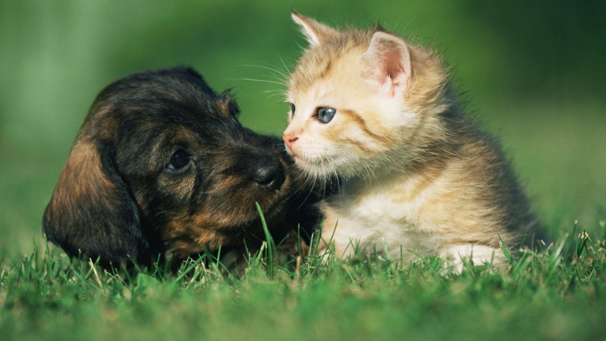  Best dog and cat names — dog and cat together on the grass. 