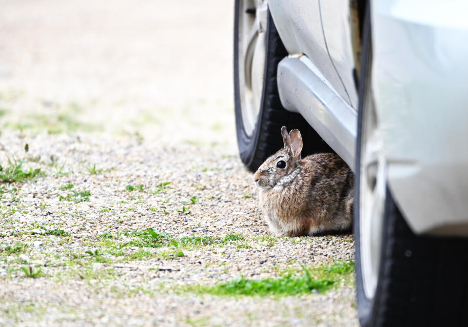 Ein Hase hat es sich in einem Auto gemütlich gemacht und wurde durch einen lästigen Ölwechsel gestört (Symbolbild: Getty Images)