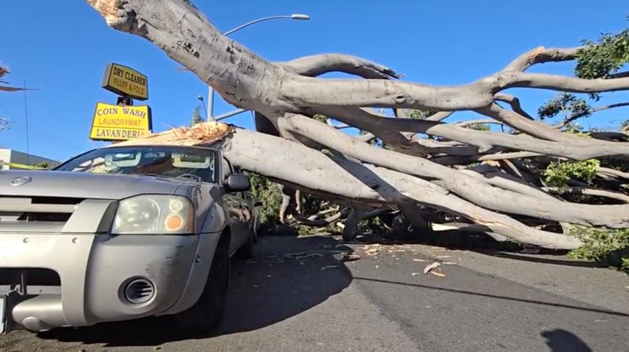 Strong winds caused a large tree to come down in Culver City, near the intersection of Washington Boulevard and Wade Street. The tree caused severe damage to three vehicles, but no one was injured on May 5, 2024. (KTLA)