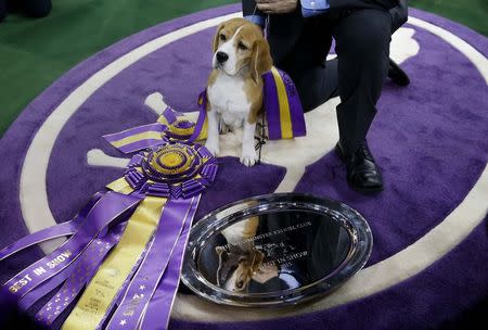 Miss P, a 15-inch Beagle who won "Best in Show", stands near the winner's trophy at 139th Westminster Kennel Club Dog Show at Madison Square Garden in the Manhattan borough of New York February 17, 2015. REUTERS/Shannon Stapleton