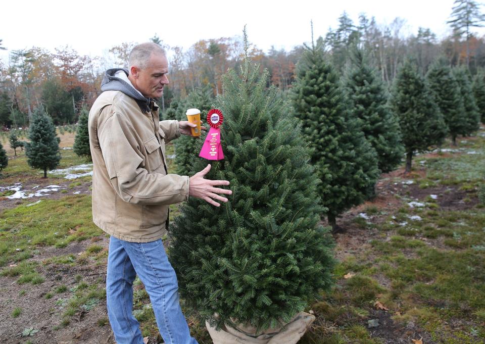 Ryan Liberty of Crooked Brook Farm explains what makes a Christmas tree a prize winner at the Fryeburg Fair and how he nurtures the trees which will be ready for sale at the Wells property this year.