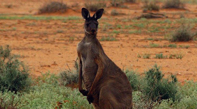 Mr Hayden said the kangaroo charged at the moving car he was in. File pic. Source: AAP