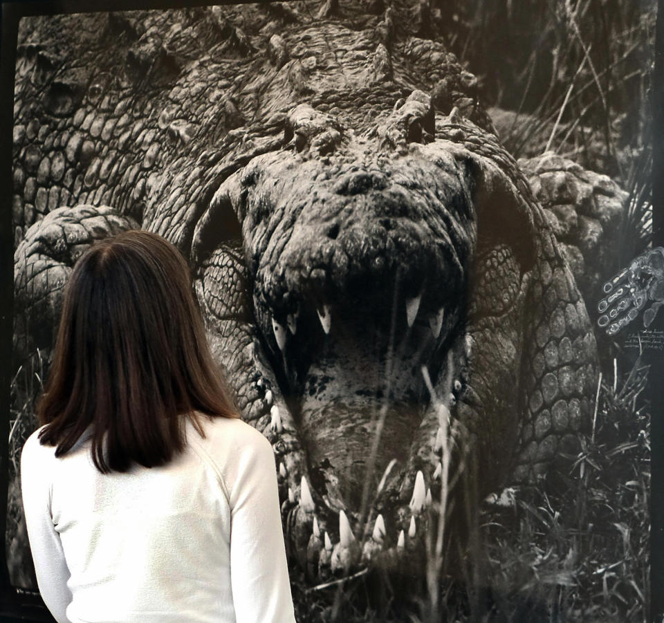 A woman gazes at a photograph titled 'Large Crocodrillos' by Peter Beard at Sotheby's in New York in April 2008.<span class="copyright">Timothy A. Clary—AFP/Getty Images</span>