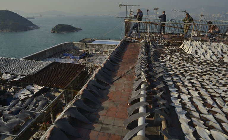 This photo, taken on January 2, 2013, shows shark fins drying in the sun on the roof of a factory building in Hong Kong. Local conservationists expressed outrage after images emerged, calling for curbs on the 'barbaric' trade